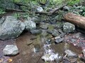 A photo of the forest, trails.